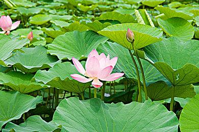 为保流畅度《斯普拉遁3》使用了AMD的FSR技术